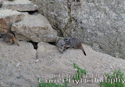 Bioparc de Doué la fontaine