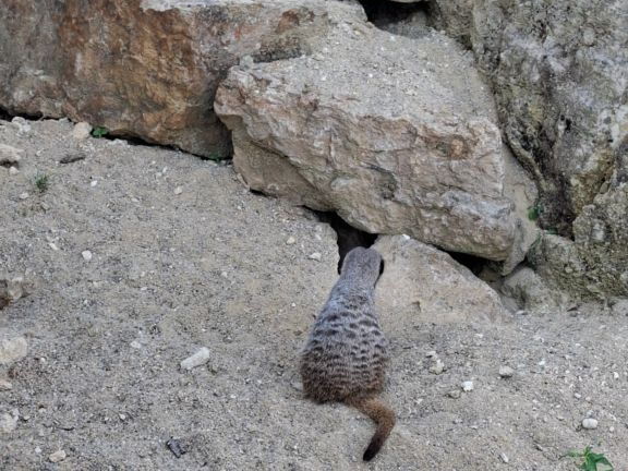 Bioparc de Doué la fontaine