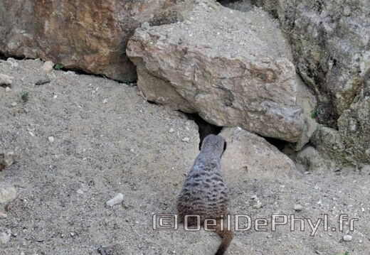 Bioparc de Doué la fontaine