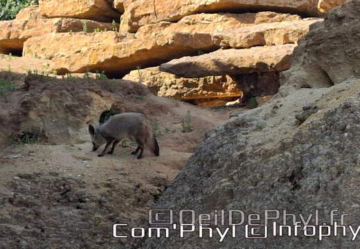 Bioparc de Doué la fontaine