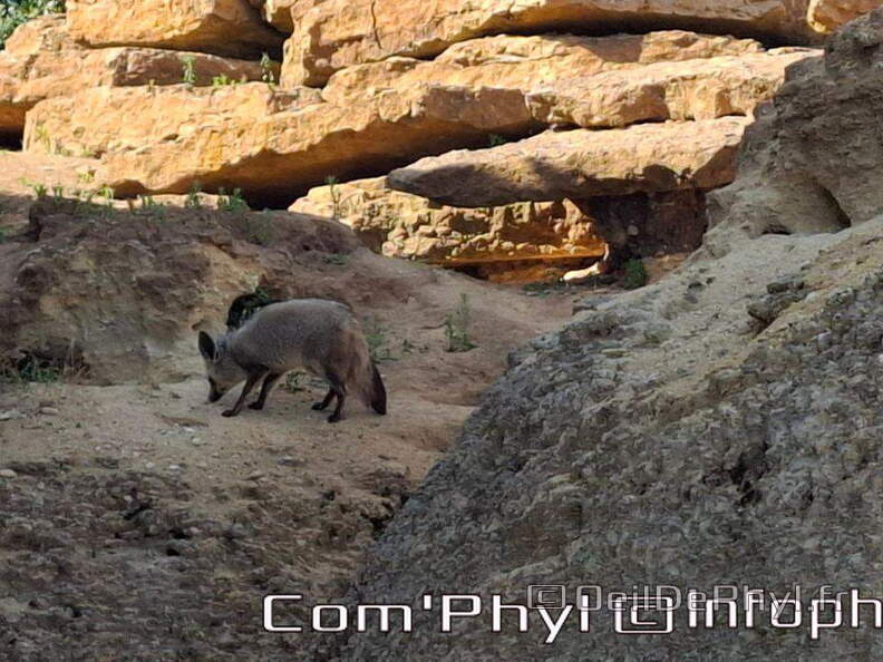 Bioparc de Doué la fontaine