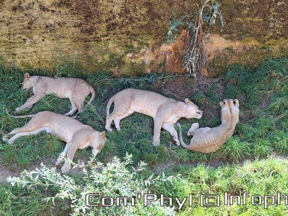 Bioparc de Doué la fontaine