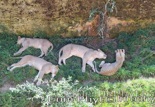 Bioparc de Doué la fontaine
