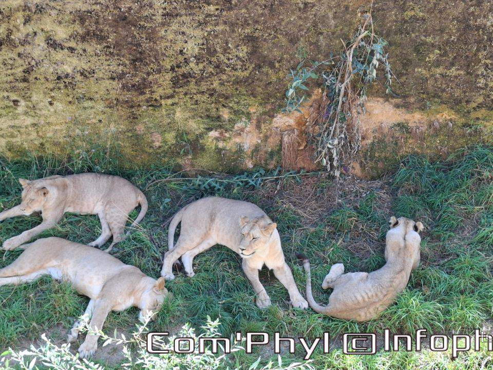 Bioparc de Doué la fontaine