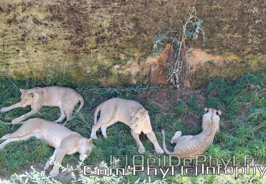 Bioparc de Doué la fontaine