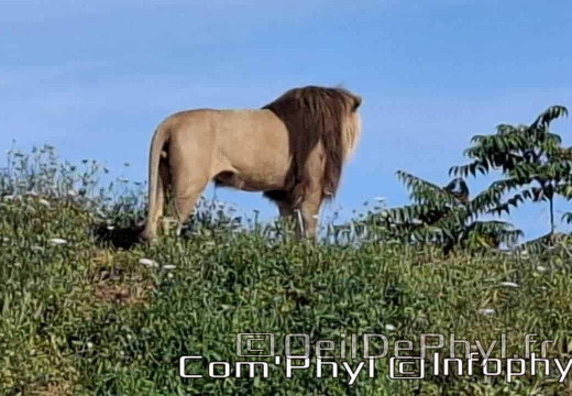 Bioparc de Doué la fontaine