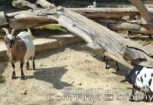 Bioparc de Doué la fontaine