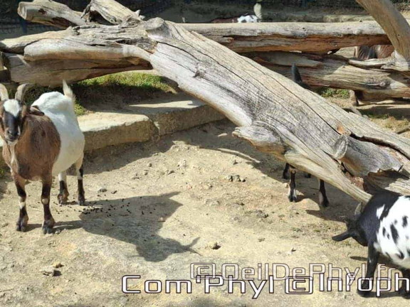 Bioparc de Doué la fontaine