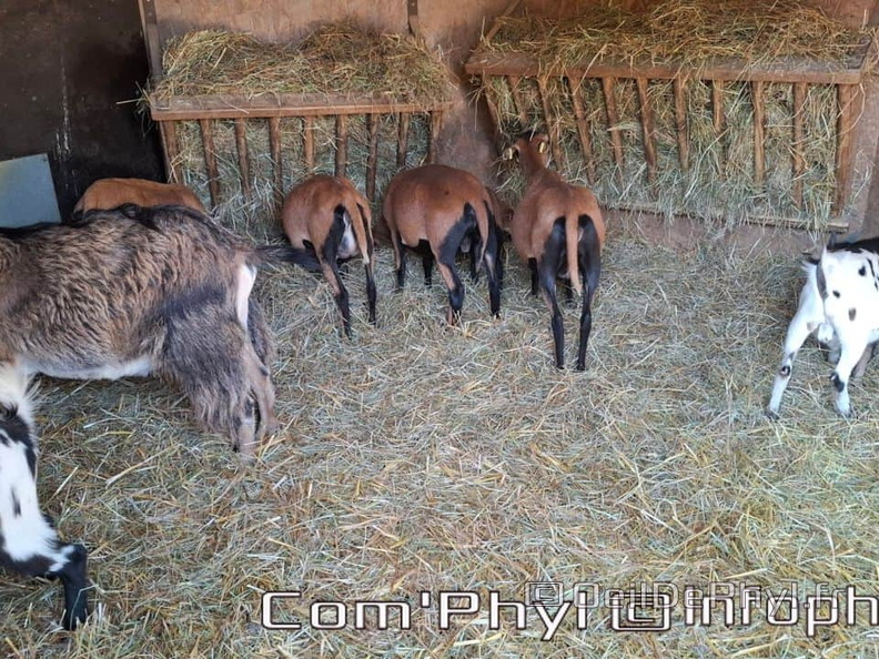 Bioparc de Doué la fontaine