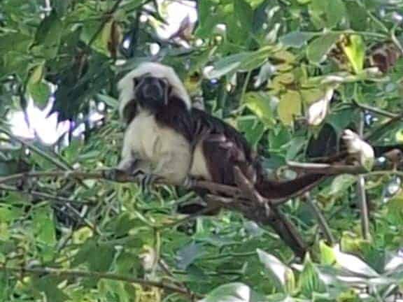 Bioparc de Doué la fontaine