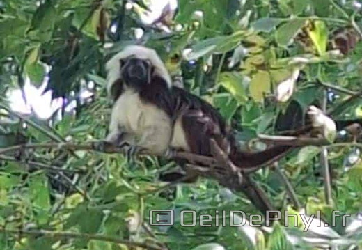 Bioparc de Doué la fontaine