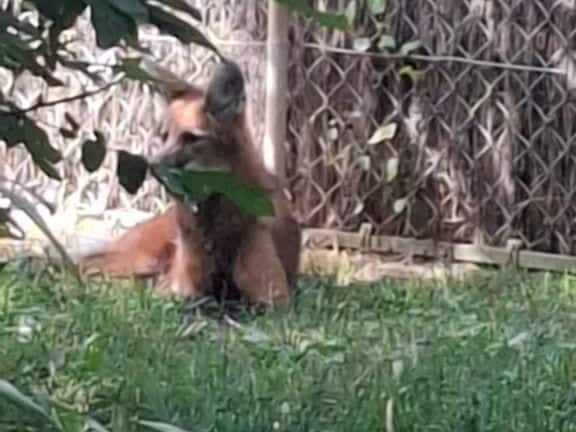 Bioparc de Doué la fontaine