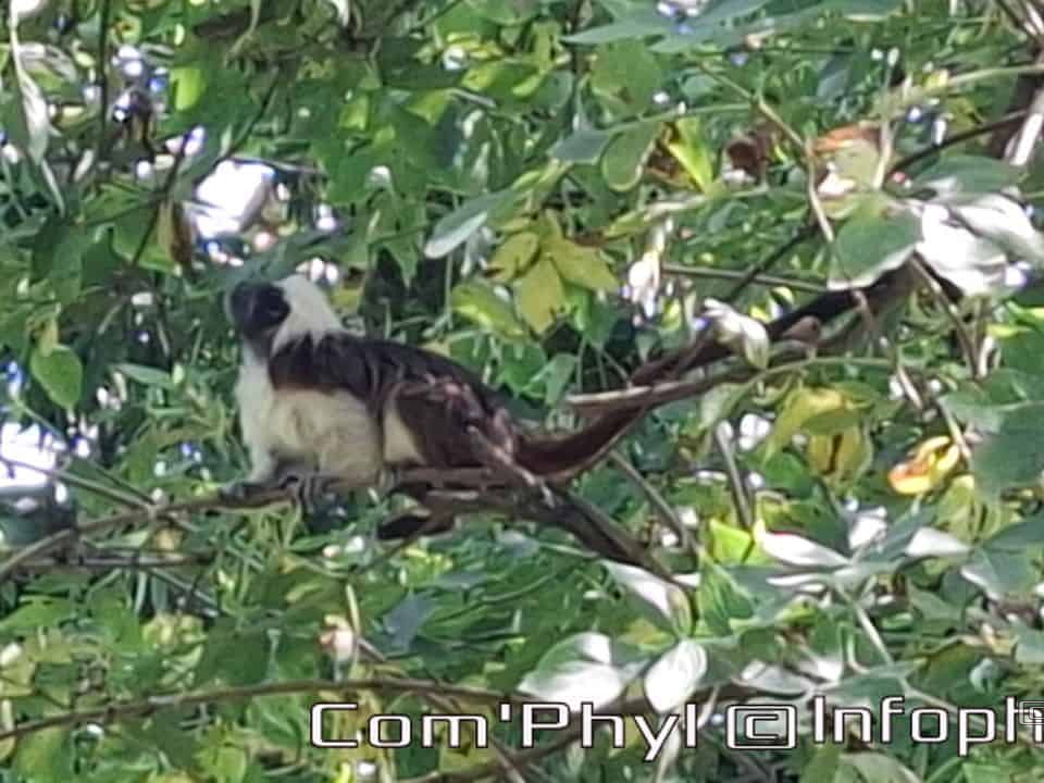 Bioparc de Doué la fontaine