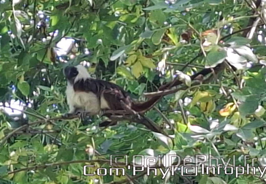 Bioparc de Doué la fontaine