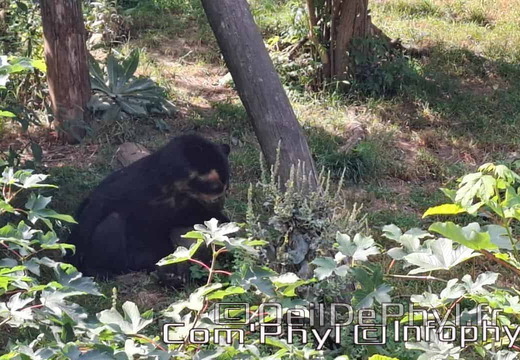 Bioparc de Doué la fontaine