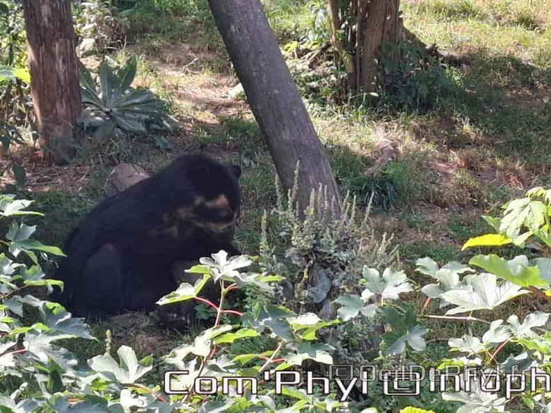 Bioparc de Doué la fontaine