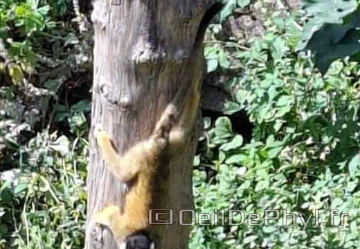 Bioparc de Doué la fontaine