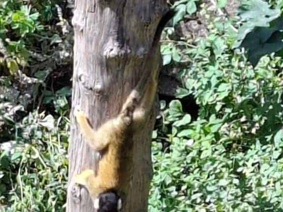 Bioparc de Doué la fontaine