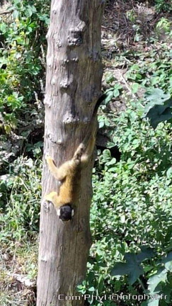 Bioparc de Doué la fontaine