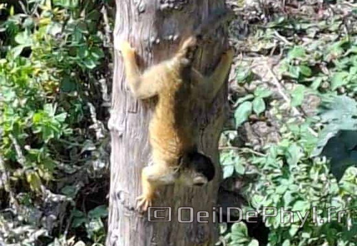 Bioparc de Doué la fontaine