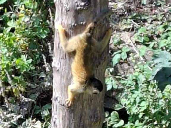 Bioparc de Doué la fontaine
