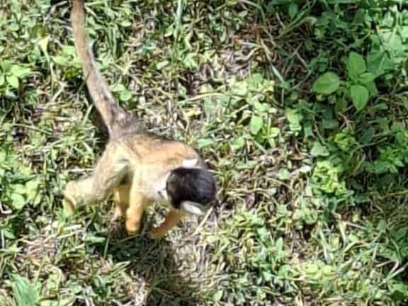 Bioparc de Doué la fontaine