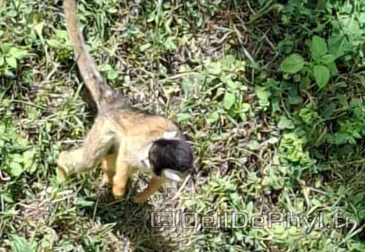 Bioparc de Doué la fontaine