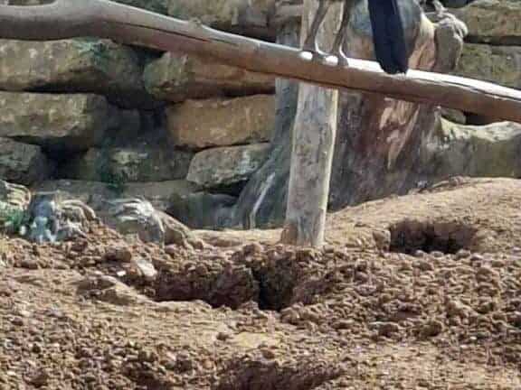 Bioparc de Doué la fontaine