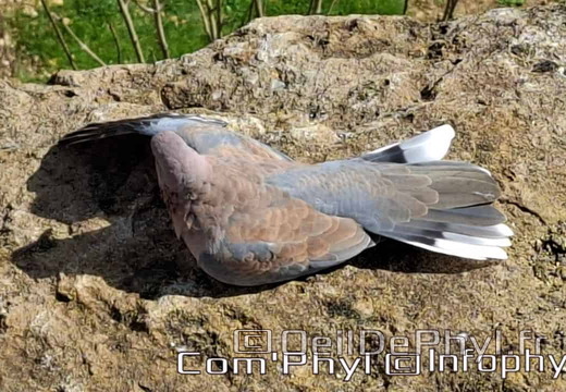 Bioparc de Doué la fontaine