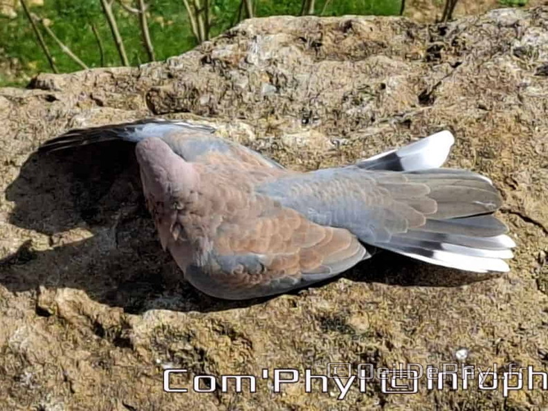 Bioparc de Doué la fontaine