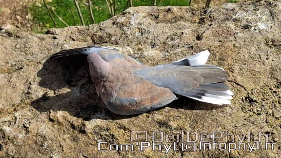 Bioparc de Doué la fontaine