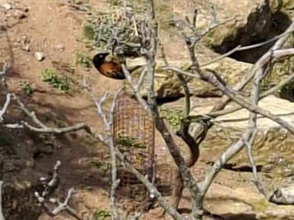 Bioparc de Doué la fontaine