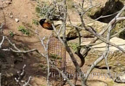 Bioparc de Doué la fontaine