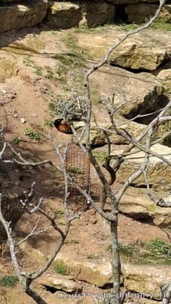 Bioparc de Doué la fontaine