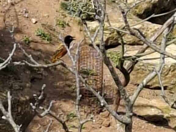 Bioparc de Doué la fontaine
