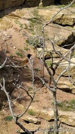 Bioparc de Doué la fontaine