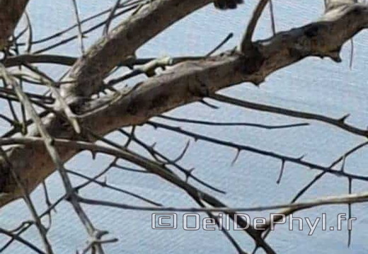 Bioparc de Doué la fontaine