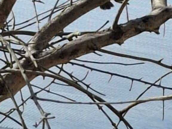 Bioparc de Doué la fontaine