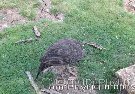 Bioparc de Doué la fontaine