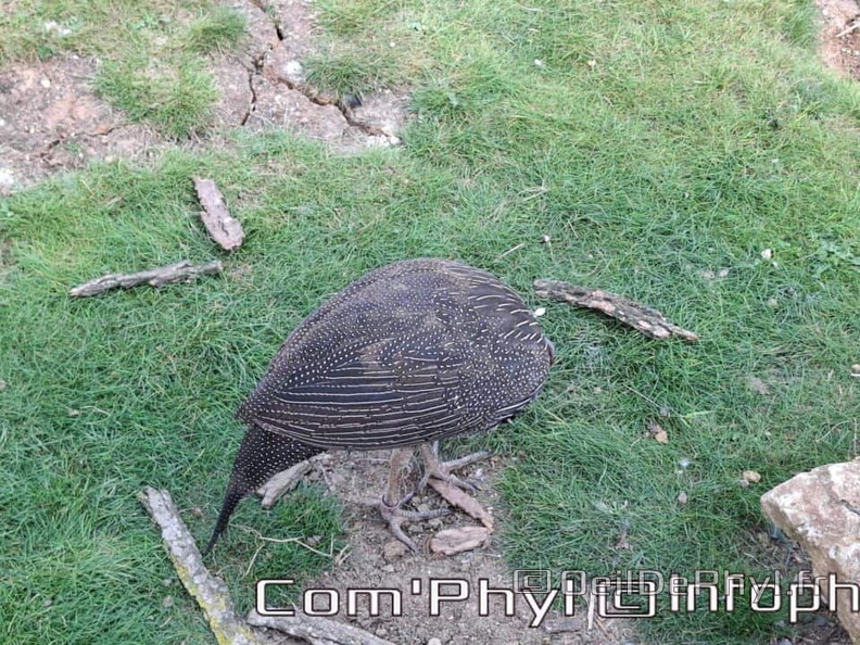 Bioparc de Doué la fontaine