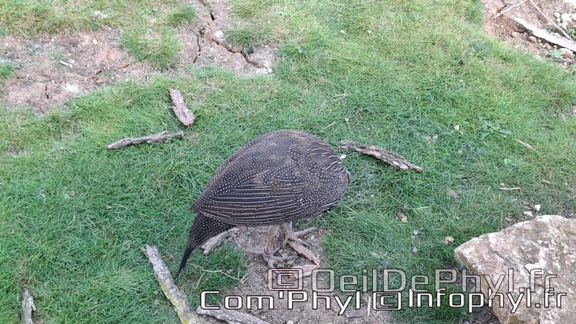 Bioparc de Doué la fontaine