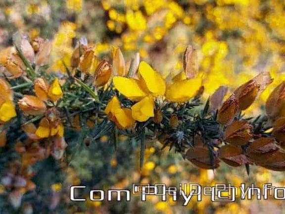 Ajonc épineux en forêt - Fleur Jaune