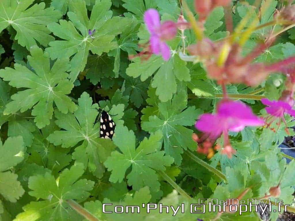 Fleur rose au papillon 