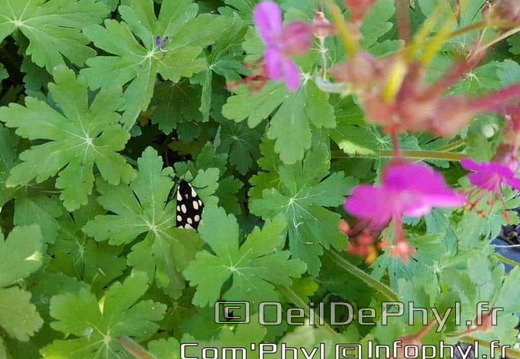 Fleur rose au papillon 