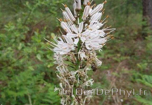 Arbuste au fleurs blanche
