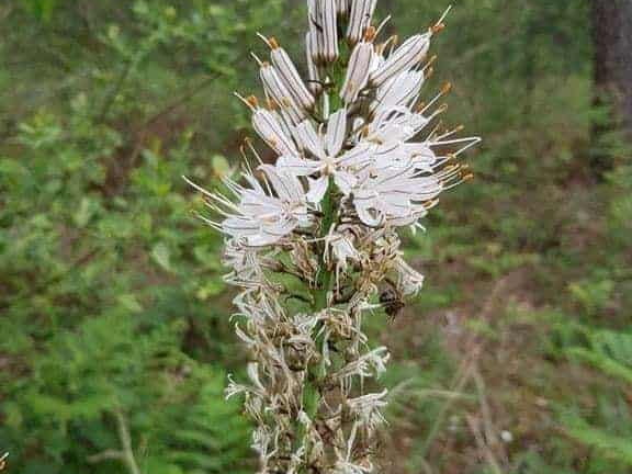 Arbuste au fleurs blanche