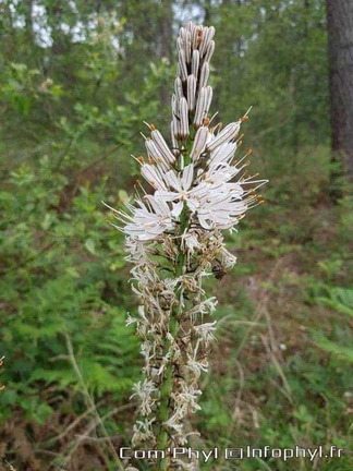 Arbuste au fleurs blanche