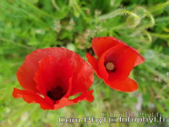 2 coquelicots