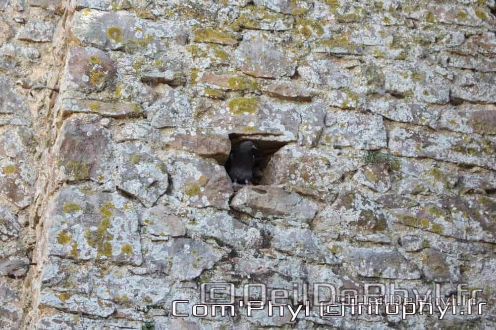 Église St Médard - Cheviré le rouge