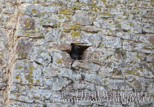 Église St Médard - Cheviré le rouge